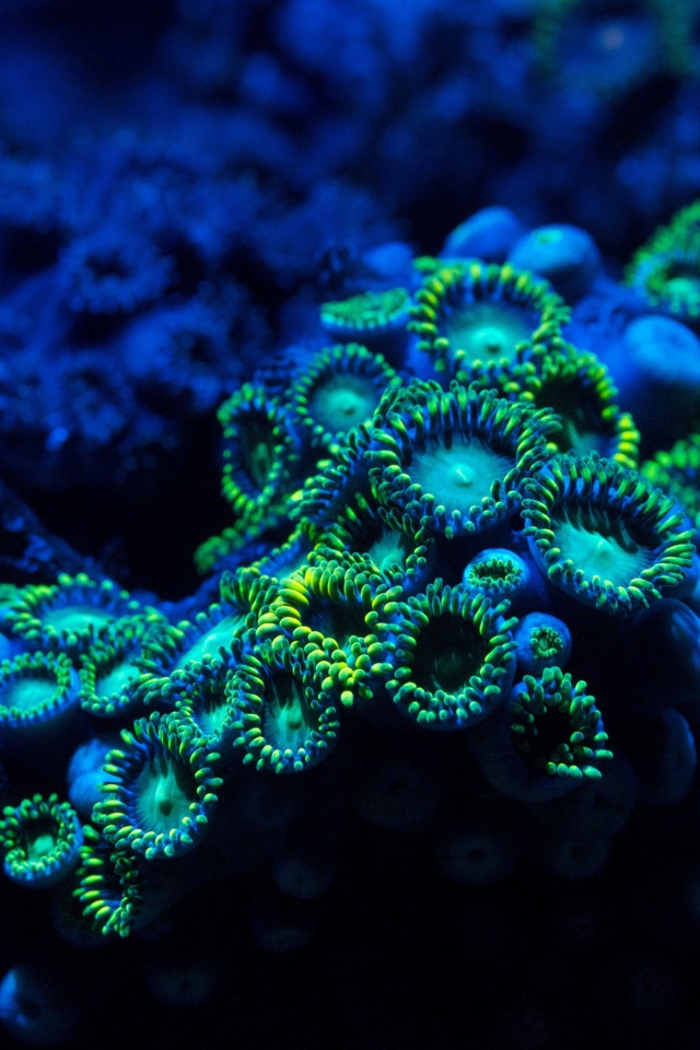 Голубые кораллы