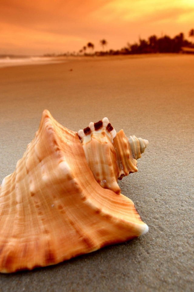 Ракушка на закате