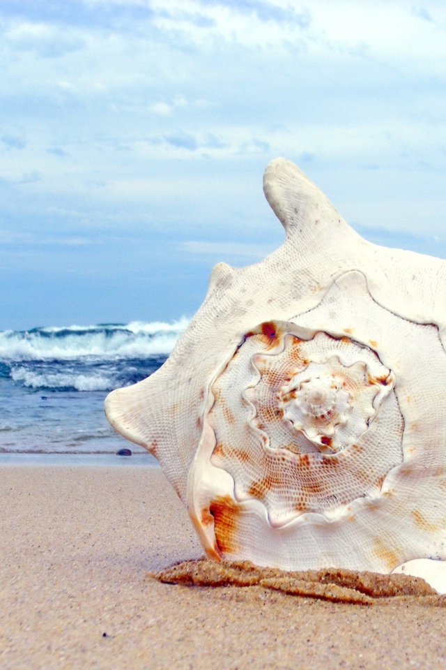 Ракушка на пляже