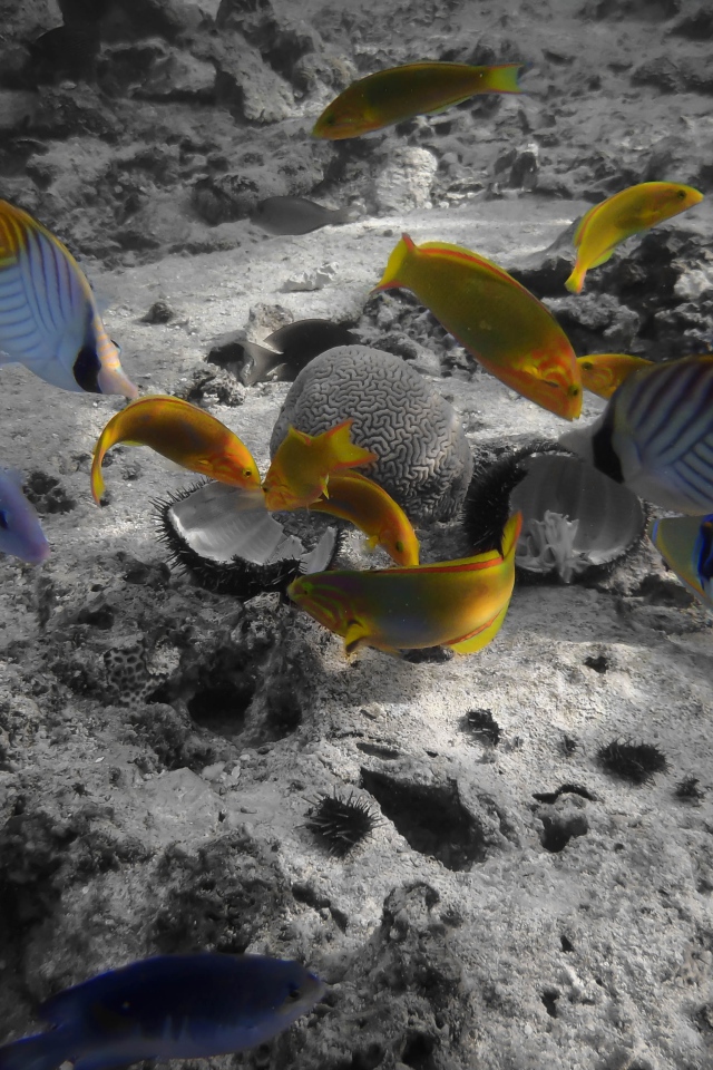 Раротонга под водой