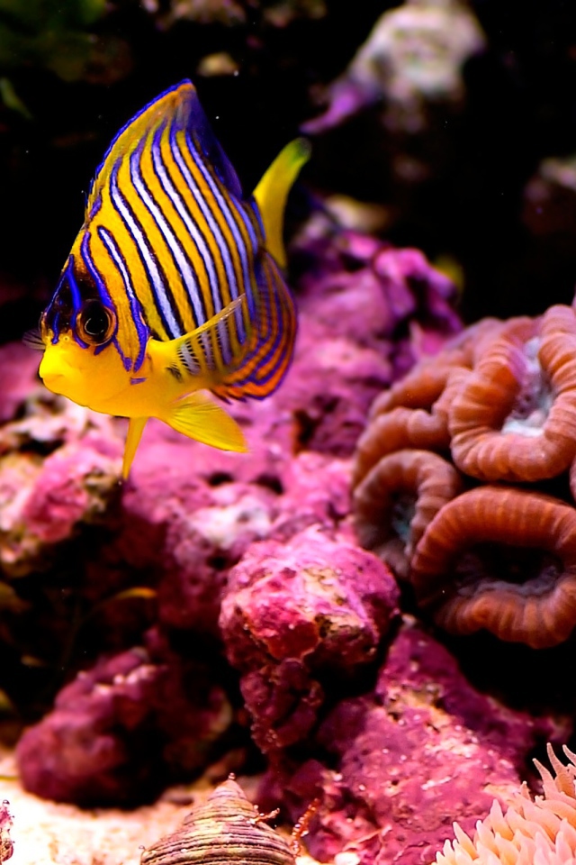 Полосатая рыбка