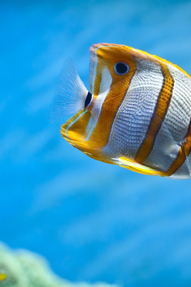 Тропическая рыбка