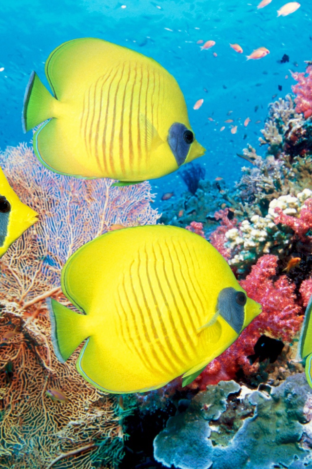 Желтые рыбы