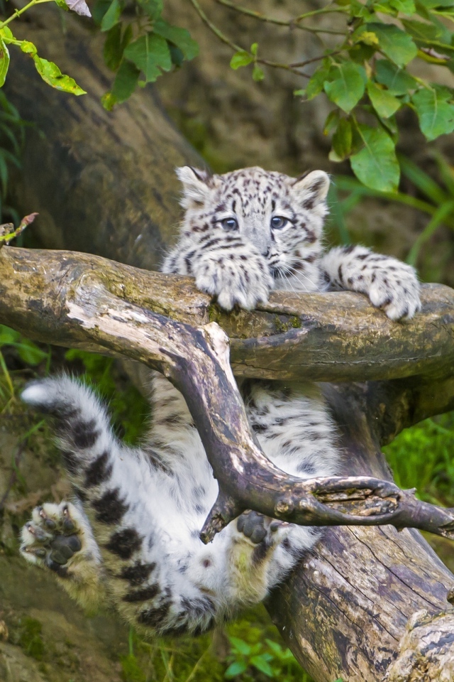 Маленький леопард в игре