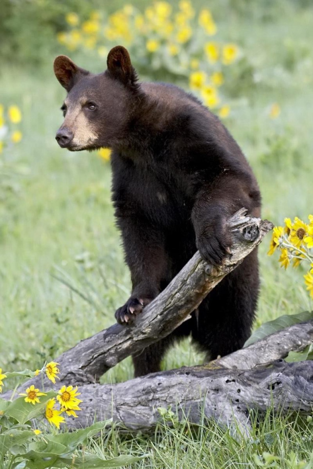 Медведь среди цветов