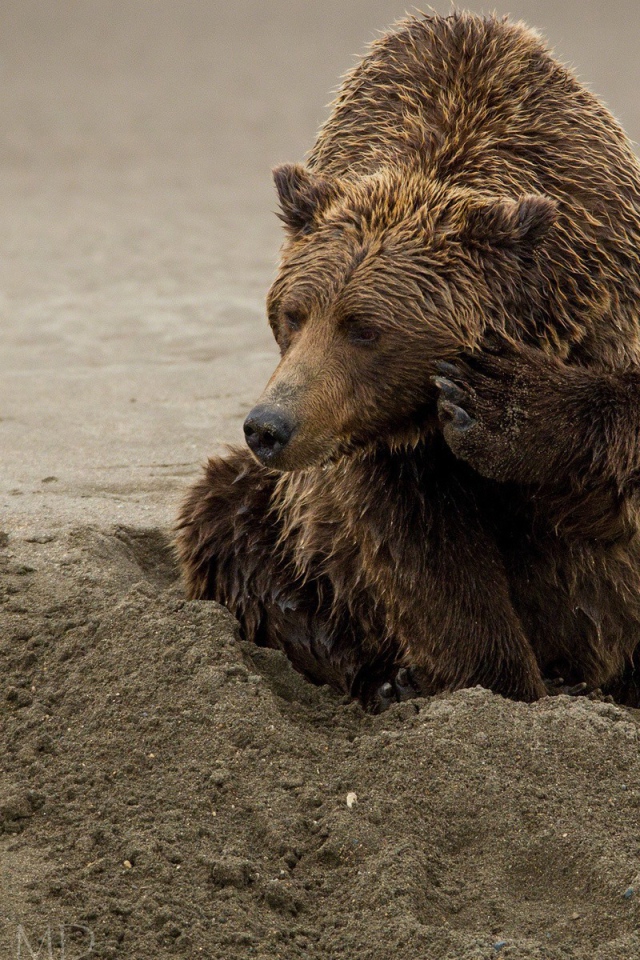 Медведь закапывается в песок