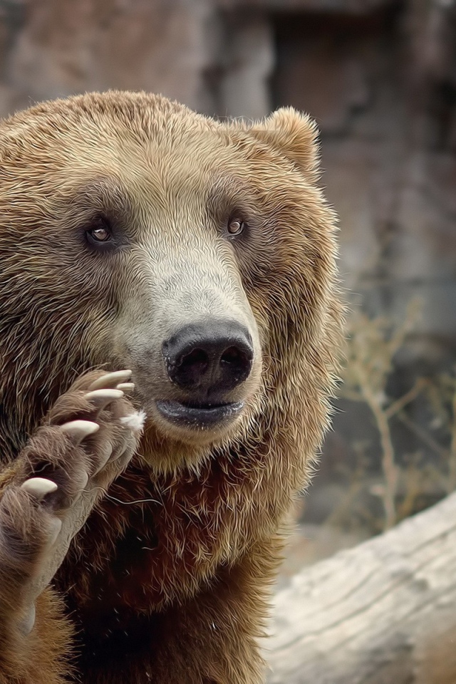 Медведь машет лапой