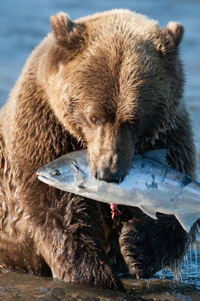 Рыба на завтрак