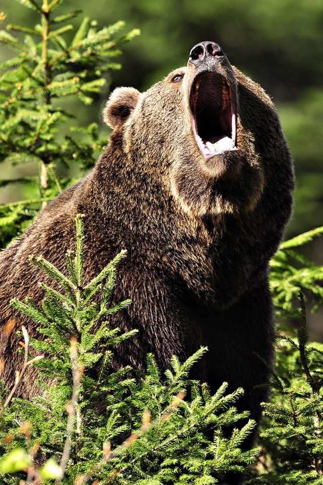 Медведь открыл пасть