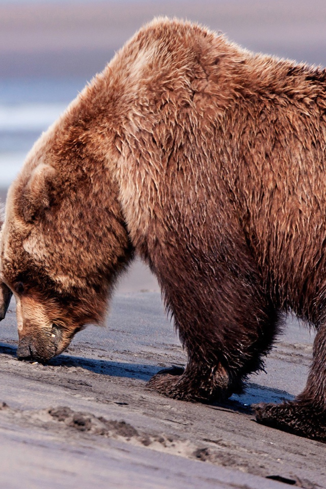 Медведица и медвежонок гуляют