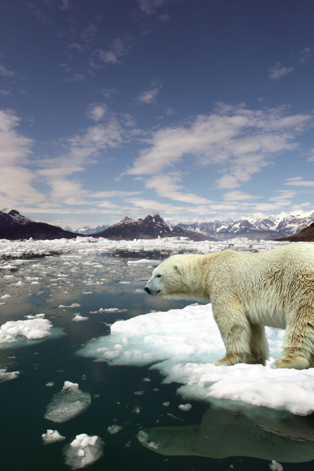 Белый медведь стоит на льдине