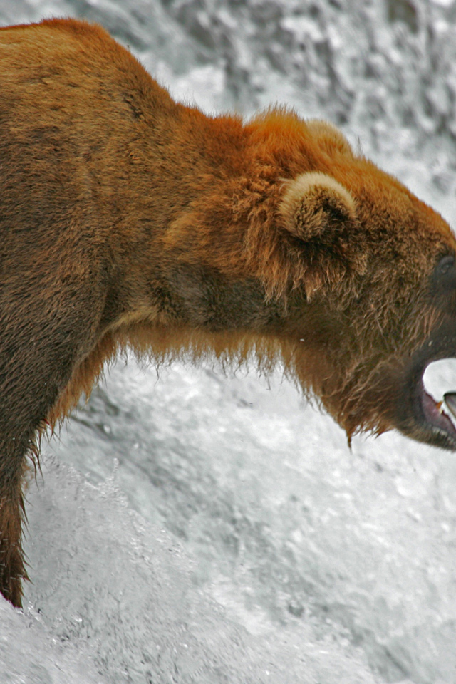 Медведь ловит рыбу лосося