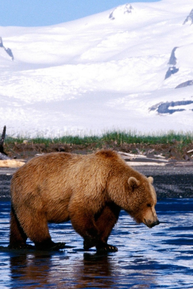 Медведь на льду