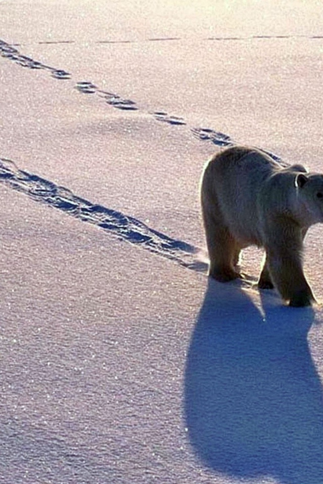 Полярные медведь с медвежонком