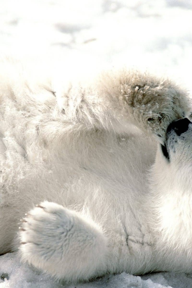 Белый медвежонок сосет лапу