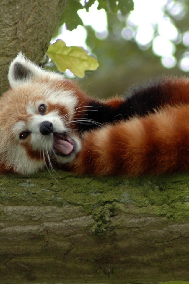 Животное бамбо