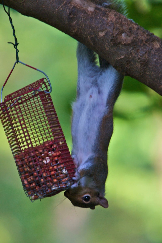 Белка и кормушка