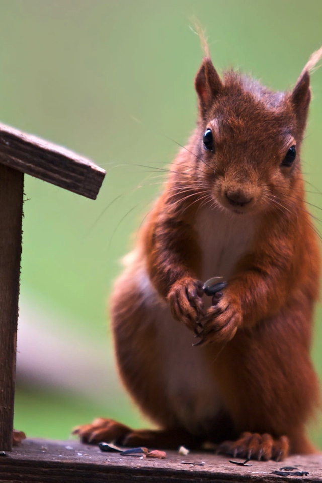 Белка у кормушки