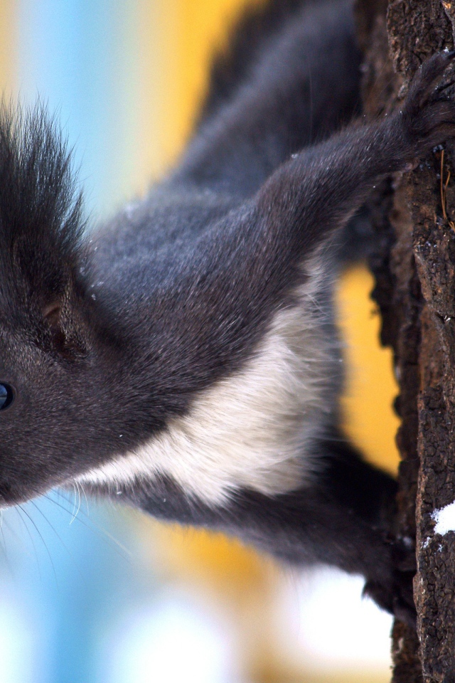 Белка в зимнем лесу