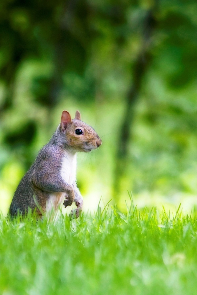 Белка в лесу