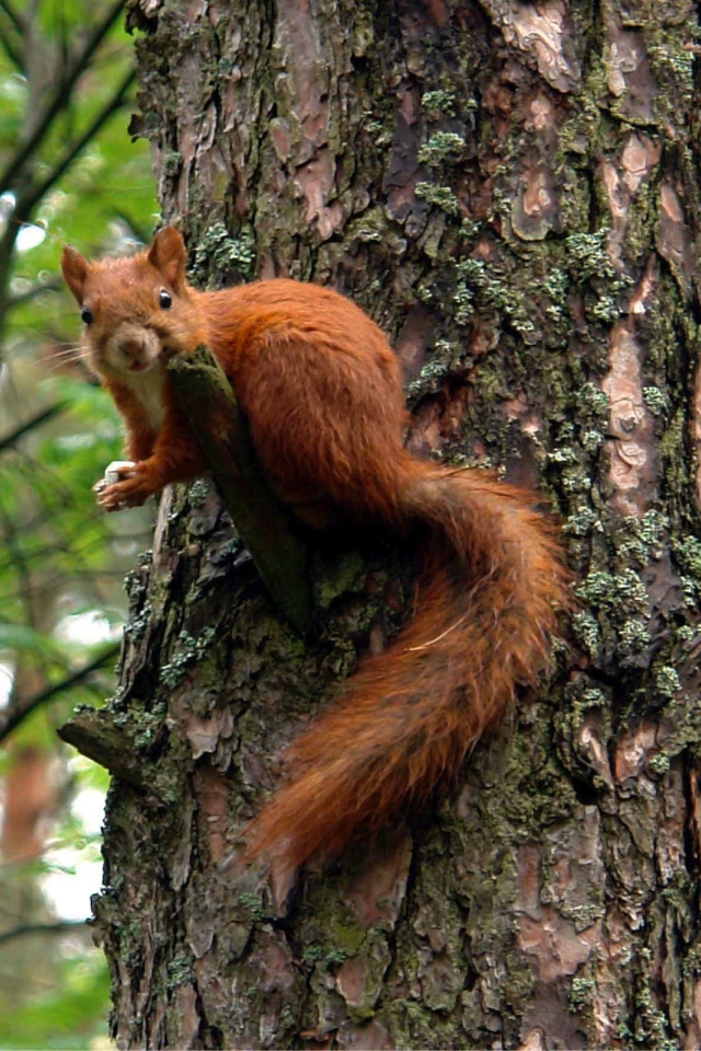 Белка на большом дереве