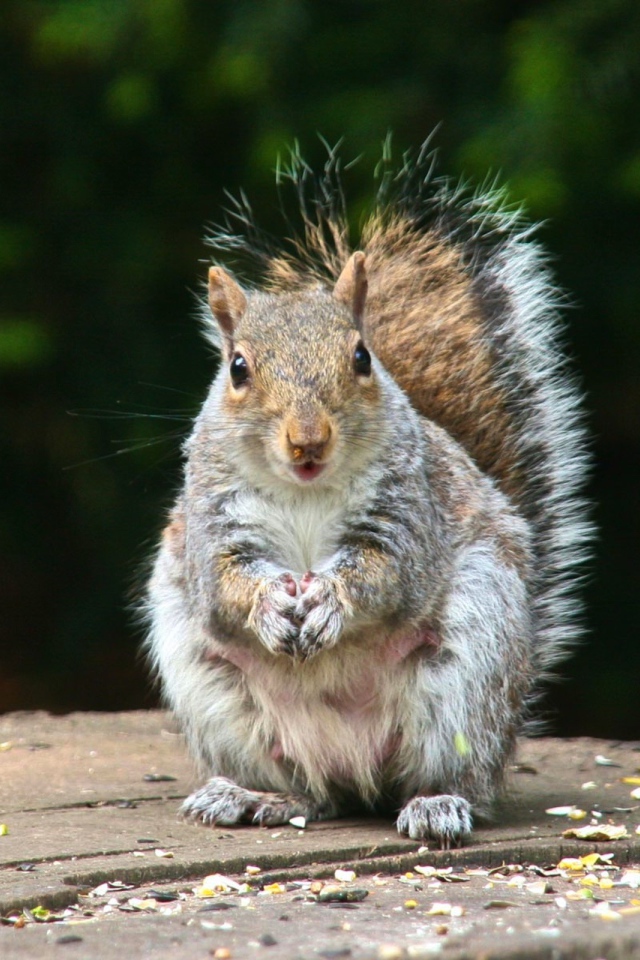 Белка на пне