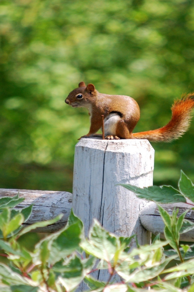 Белка на белом заборе
