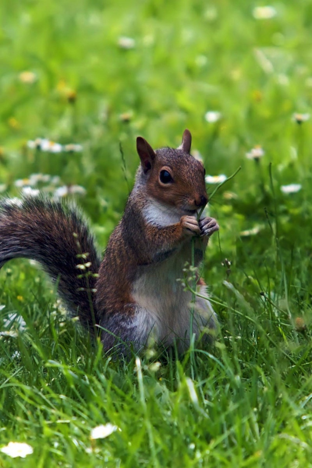 Белка с веточкой