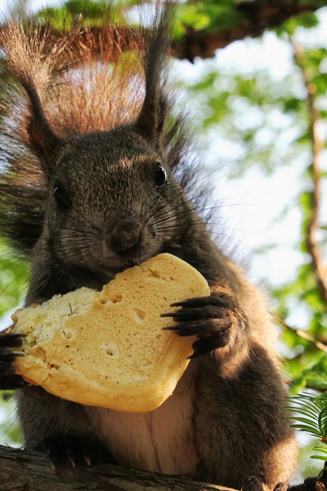  Белка с печеньем