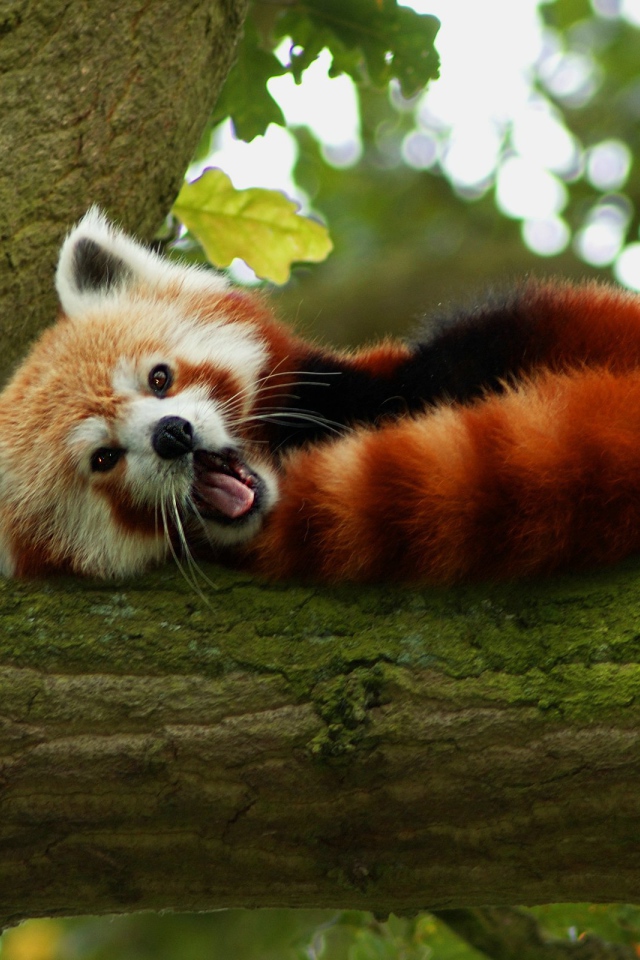 Енот ворует еду у кошек