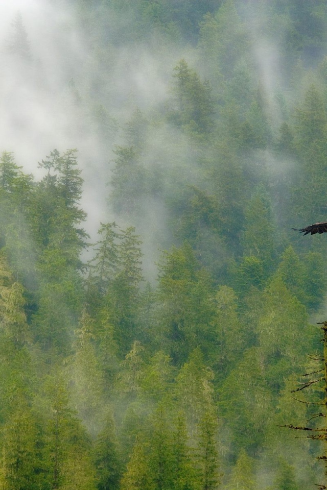 Орел парит над лесом