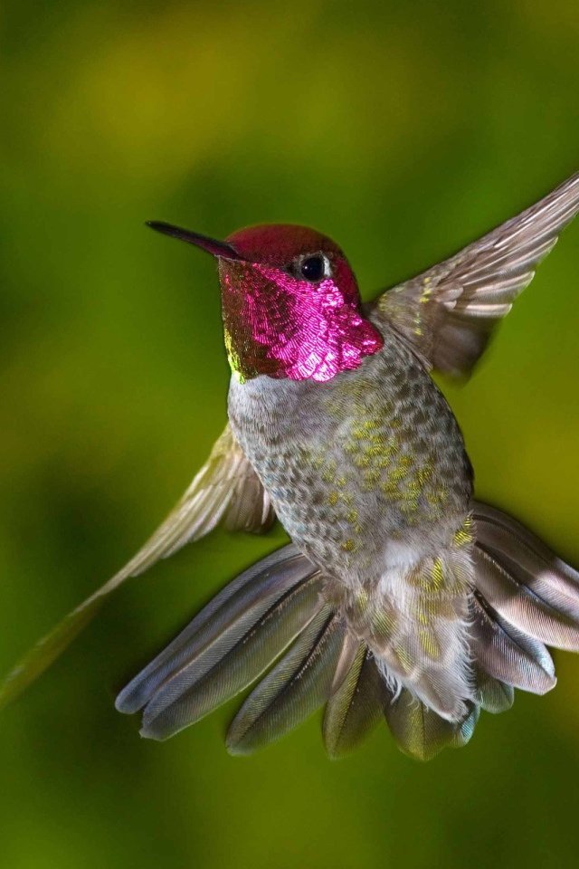Птица Колибри с красной головой