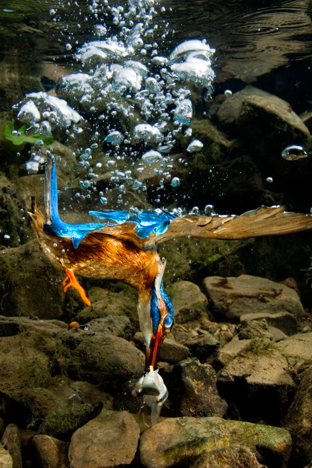 Птица нырнула в воду