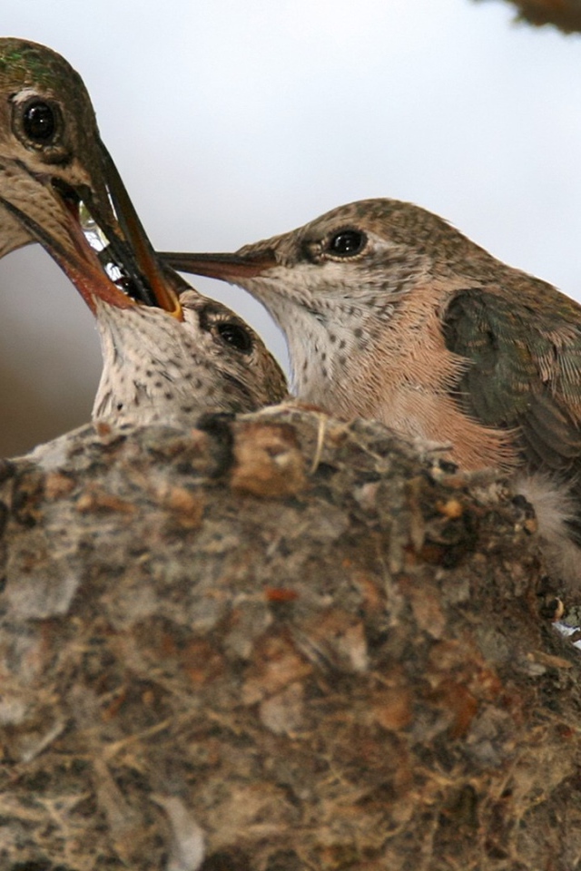 Птица кормит своих птенцов