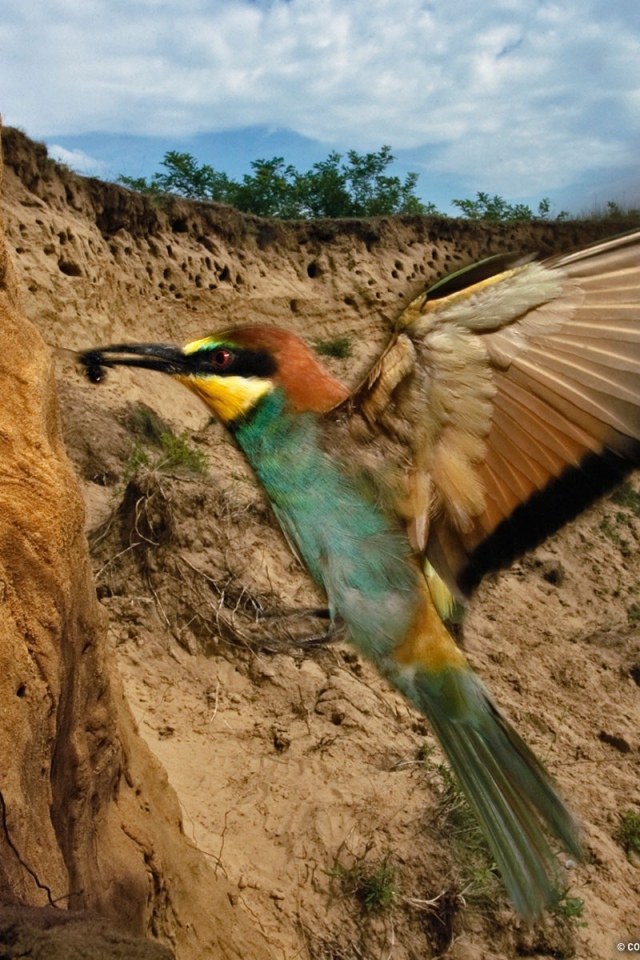 Птица кормит птенца