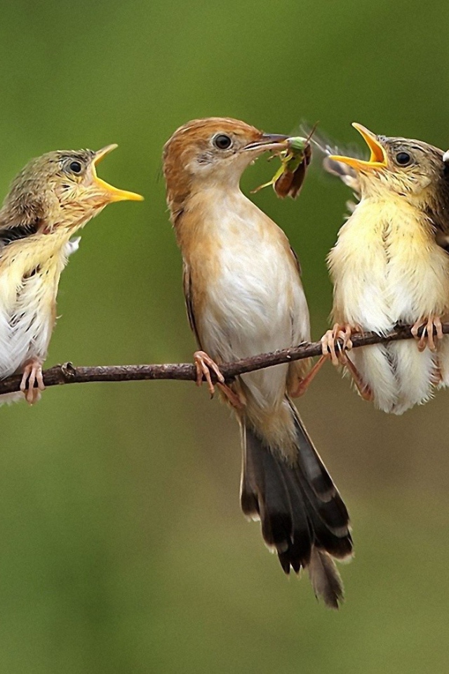Птичка кормит птенцов на ветке