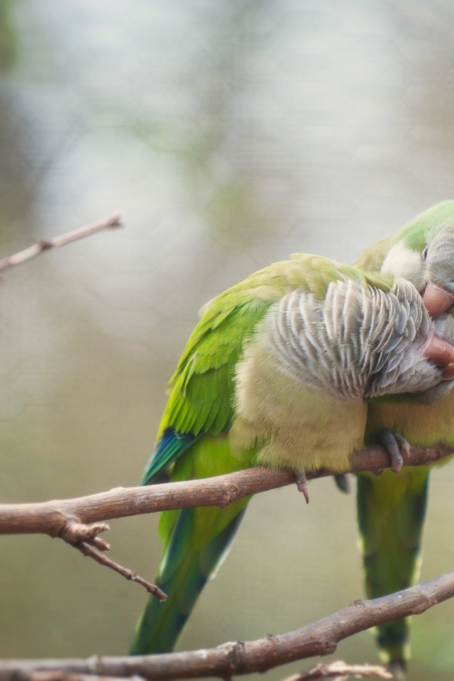 Птичья любовь