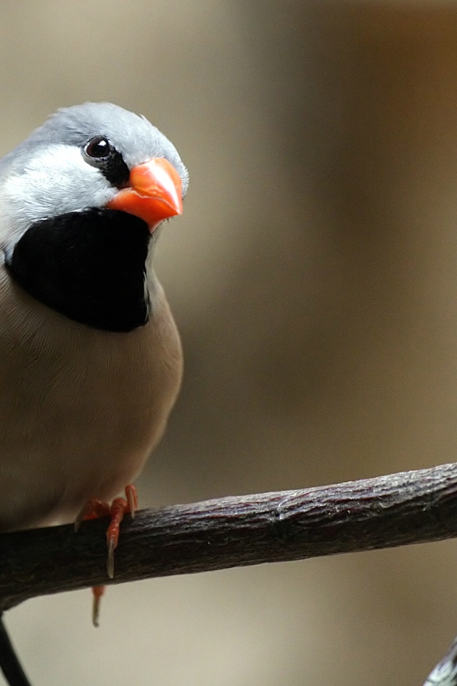 Птица с оранжевым клювом