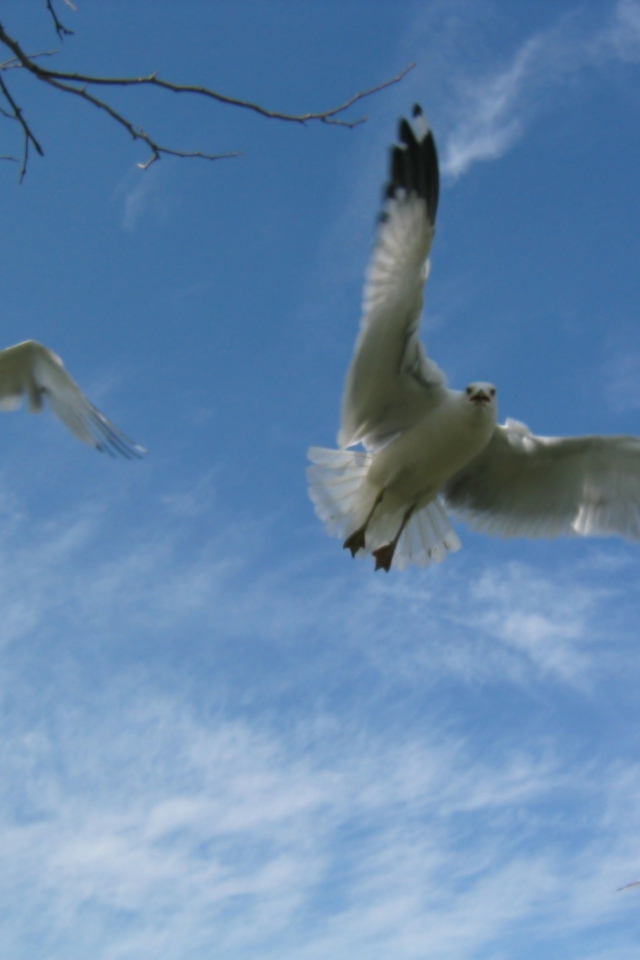 Птицы Чайки в полете