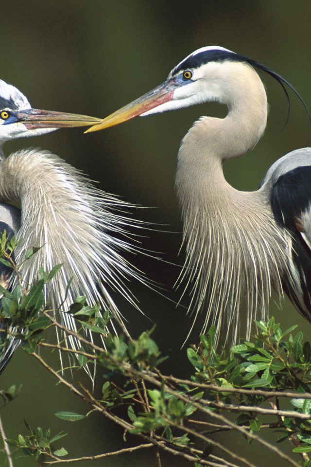 Птицы, цапли