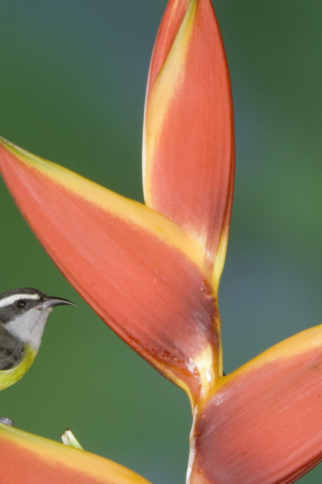 Птицы из Коста Рики