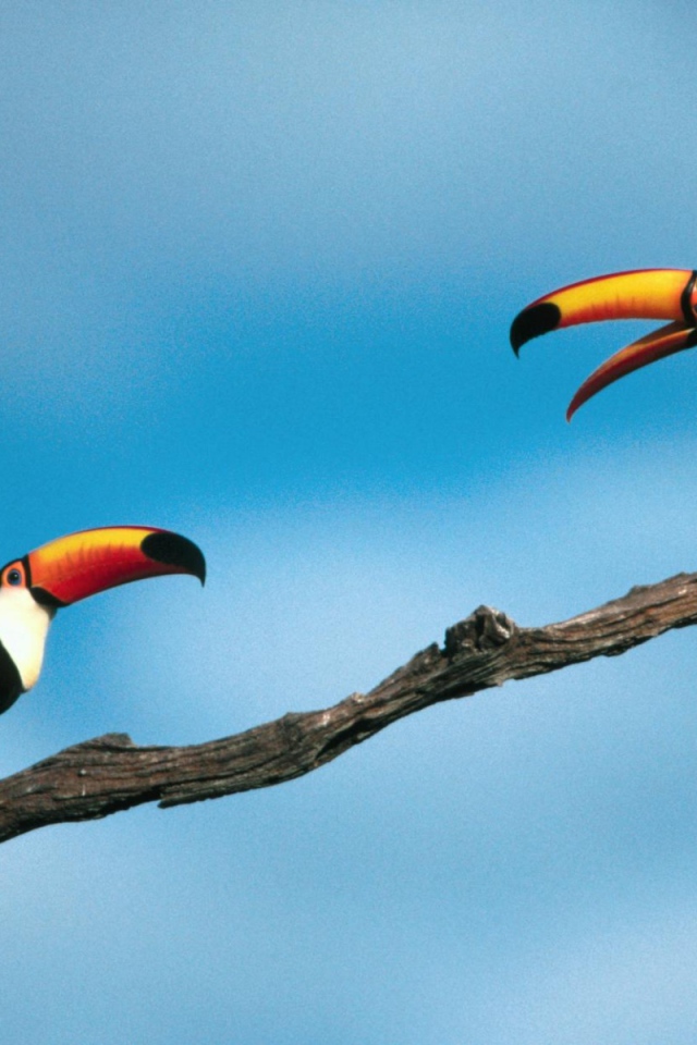 Птицы туканы сидят на ветке