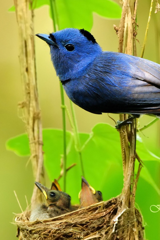 	 Синяя Мухоловка у гнезда