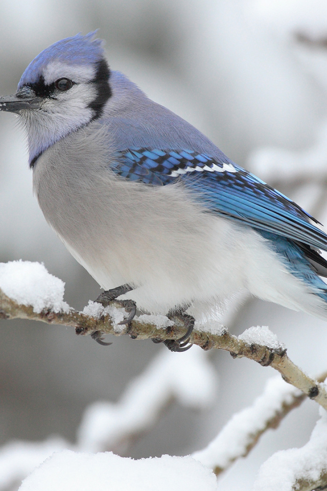 Голубая сойка на ветке