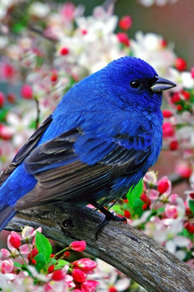 Синяя птичка на ветке