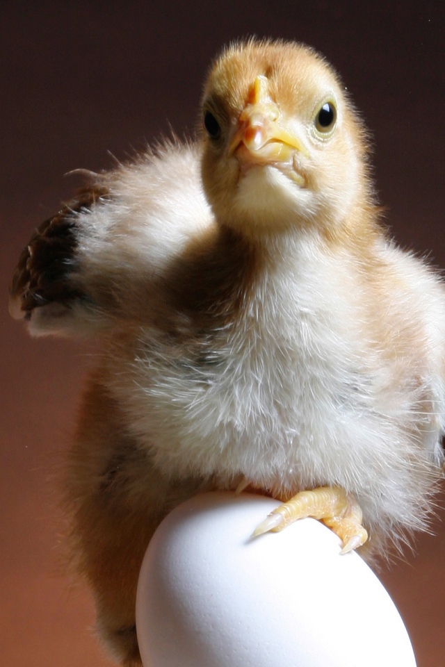 Цыпленок и яйцо