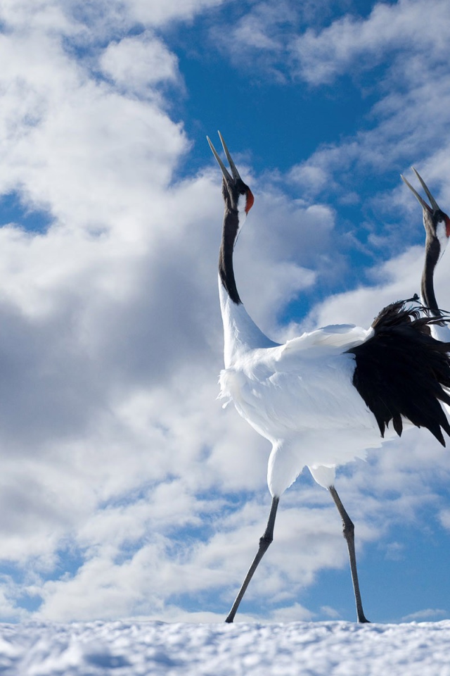 Журавли танцуют