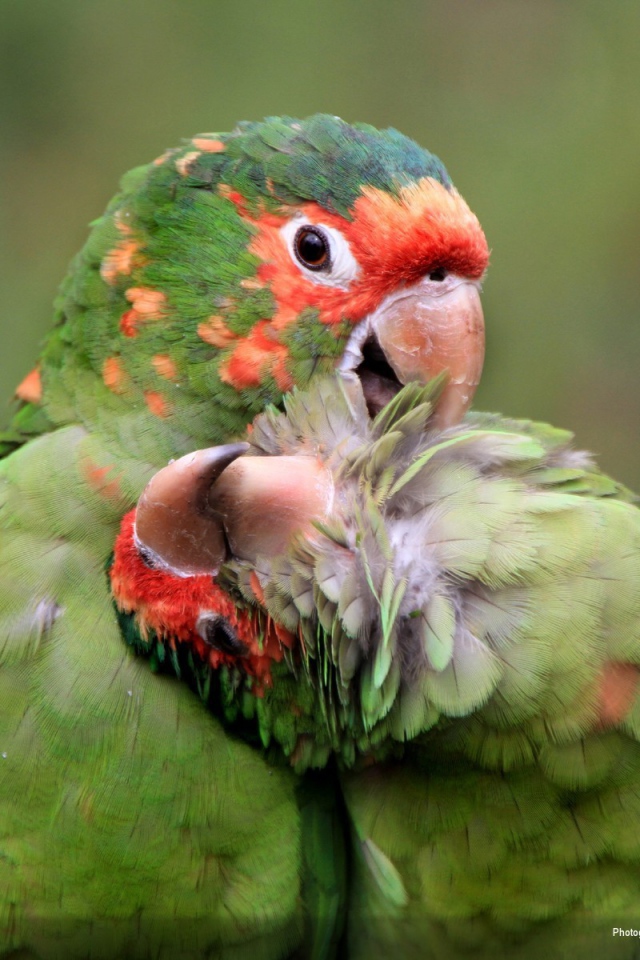 Милая пара попугаев
