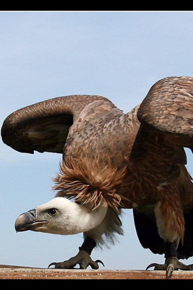 Орел взлетает