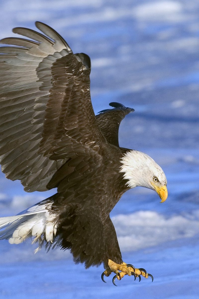 Орел атакует добычу